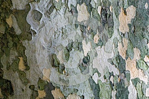 Nice texture of American Sycamore Tree Platanus occidentalis, Plane-tree bark in Sochi. Natural green, yellow, gray and brown photo