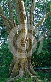 Nice texture of American Sycamore Tree Platanus occidentalis, Plane-tree bark. Close-up of camouflage background