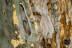Nice texture of American Sycamore Tree Platanus occidentalis, Plane-tree bark. Natural green, yellow, gray and brown
