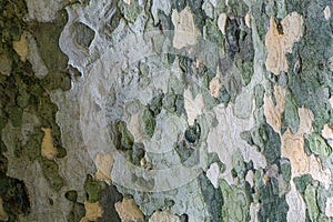 Nice texture of American Sycamore Tree Platanus occidentalis, Plane-tree bark in Sochi. Natural green, yellow, gray and brown