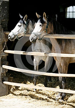 Nice thoroughbred foals standing in the stable door summertime