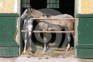 Nice thoroughbred foals standing in the stable door summertime