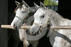 Nice thoroughbred foals standing in the stable door summertime