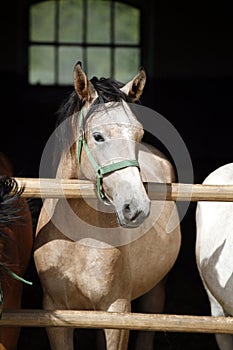 Nice thoroughbred foals standing in the stable door summertime