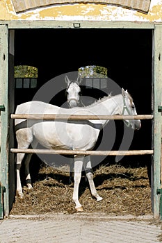 Nice thoroughbred foals standing in the stable door summertime