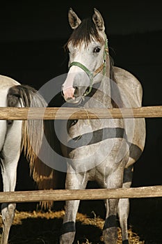 Nice thoroughbred foals standing in the stable door summertime