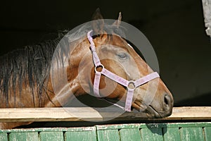 Nice thoroughbred horse in the stable Nice thoroughbred horses in the stable