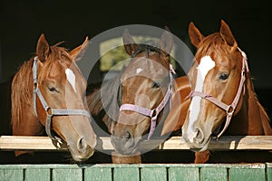 Nice thoroughbred horses in the stable Nice thoroughbred horses in the stable