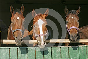 Nice thoroughbred horses in the stable Nice thoroughbred horses in the stable