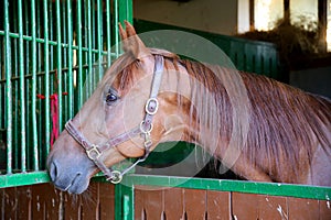 Nice thoroughbred young chestnut racehorse standing at the stable