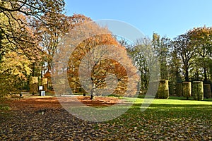 A nice tree in Brussels