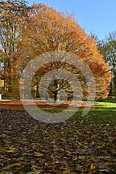 A nice tree in Brussels