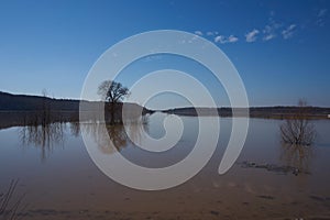 A nice tree in a flooded Neajlov river area.