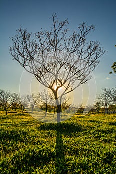 A nice tree in front of the sun
