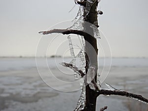 Beautiful tree branch in ice frost, Lithuania