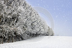 Nice trees are standing poured with snowflakes