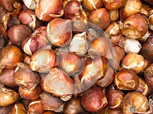 Nice Tulip bulbs background