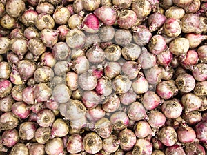 Nice Tulip bulbs background