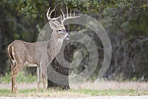 Nice twelve point whitetail buck by tree