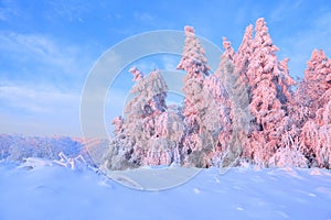 Nice twisted trees covered with thick snow layer enlighten rose colored sunset in beautiful winter day.