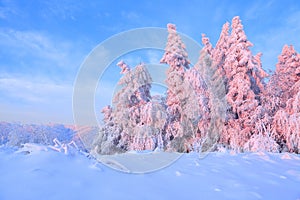 Nice twisted trees covered with thick snow layer enlighten rose colored sunset in beautiful winter day. photo