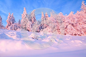 Nice twisted trees covered with thick snow layer enlighten rose colored sunset in beautiful winter day.