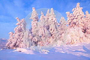 Nice twisted trees covered with thick snow layer enlighten rose colored sunset in beautiful winter day.