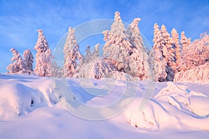 Nice twisted trees covered with thick snow layer enlighten rose colored sunset in beautiful winter day.