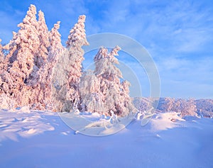 Nice twisted trees covered with thick snow layer enlighten rose colored sunset in beautiful winter day.