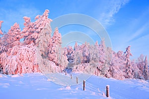 Nice twisted trees covered with thick snow layer enlighten rose colored sunset in beautiful winter day.