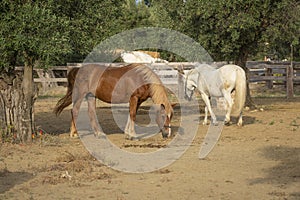 Nice two horses In a corral