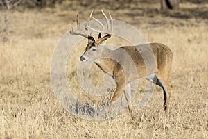 Nice typical whitetail buck