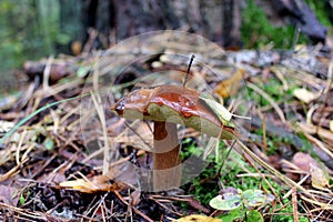 Nice unique mushroom of Suillus