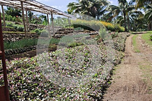 Nice vegetation for sloping agriculture.