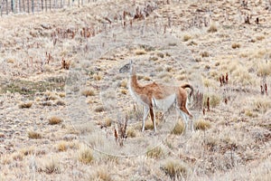 Nice view of the beautiful, wild Guanaco on Patagonian soil