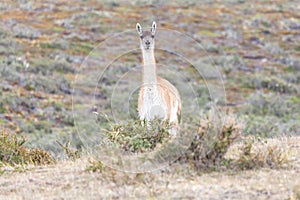 Nice view of the beautiful, wild Guanaco on Patagonian soil