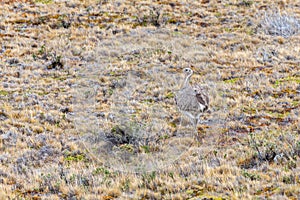 Nice view of the beautiful, wild Ostrich on Patagonian soil