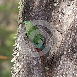 Nice view of the beautiful, wild Parrot on Patagonian soil