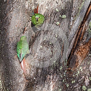 Nice view of the beautiful, wild Parrot on Patagonian soil