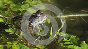 Nice view of a common frog sitting on some green plants