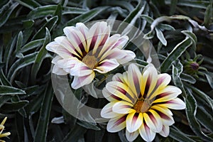 A nice view of Decorative sunflower