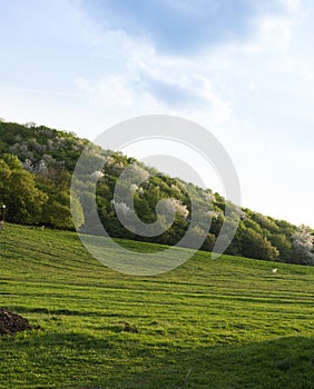Nice view, forest in springtime