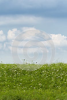 Nice view of green grass, flowers and a cloudy sky