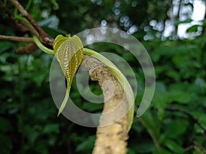 Nice view of the leaf with green blur bokeh effect closeup photo