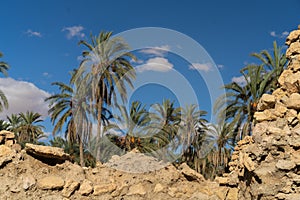 Mides-  mountain oasis and Canyon  - Tunisia photo