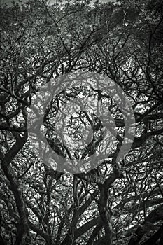 Nice view under the shady big tree