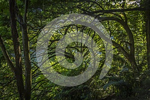 Nice view under the shady big tree