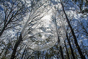 A nice view under the trees