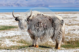 Nice view of Yak in Tajikistan