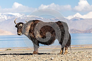 Nice view of Yak in Tajikistan